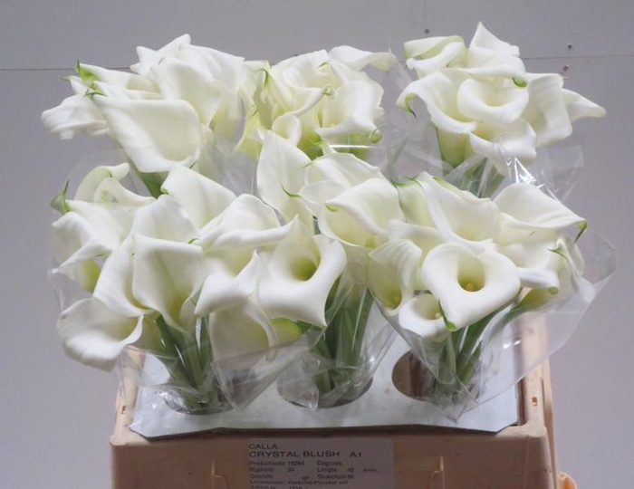 <h4>Calla Crystal Blush</h4>