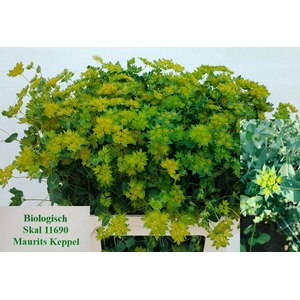 BUPLEURUM ROTUNDIFOL