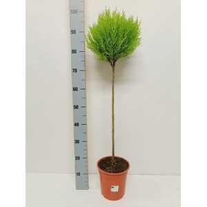 Cupressus macrocarpa 'Goldcrest' 