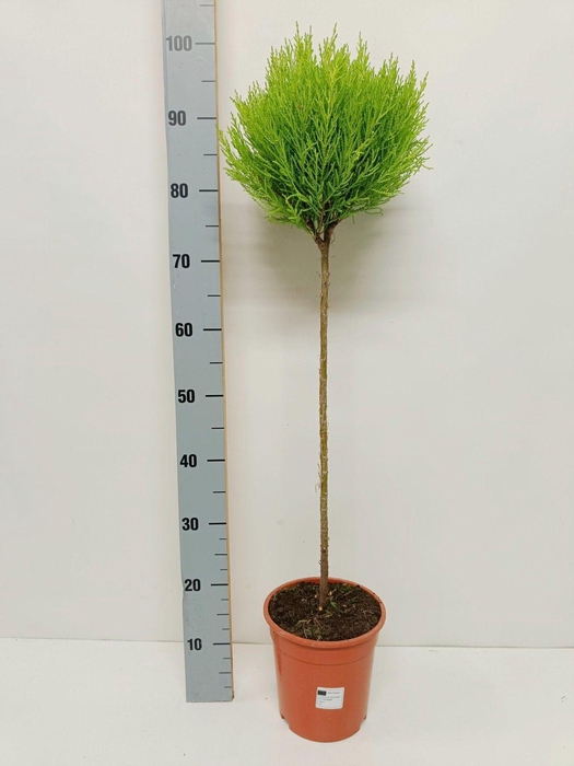 <h4>Cupressus macrocarpa 'Goldcrest' "bol op stam"</h4>