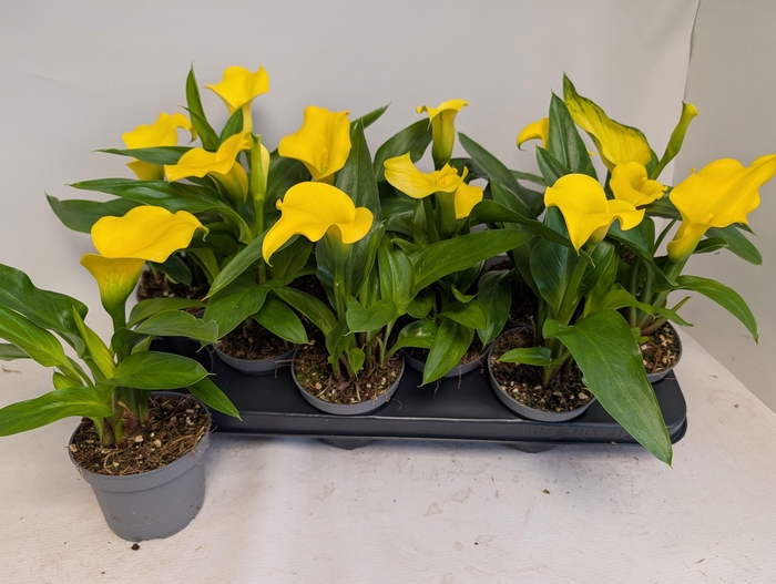 <h4>ZANT CAPT SOLO</h4>