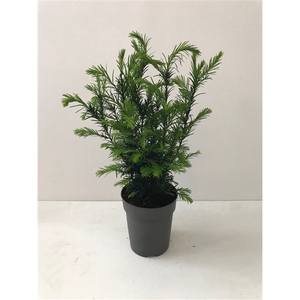 Taxus media Groenland