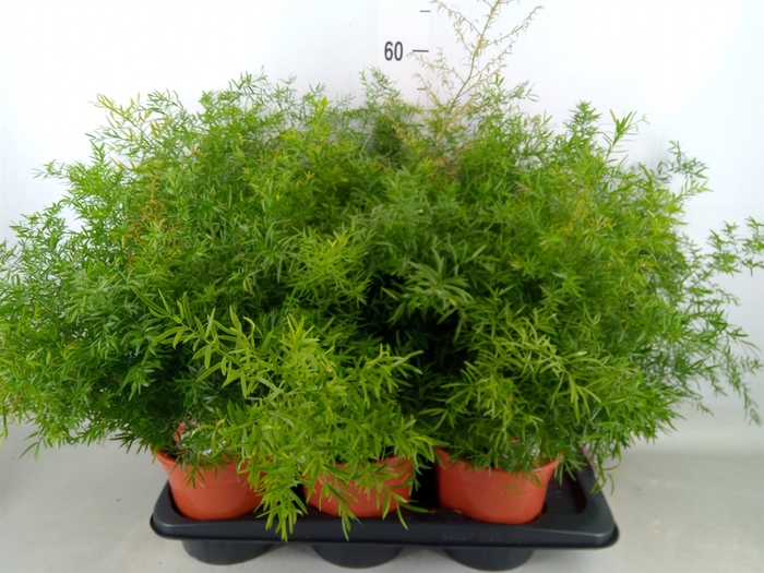 <h4>Asparagus dens. 'Cwebe'</h4>
