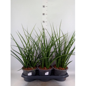 Sansevieria  'Fernwood'