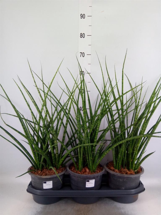 <h4>Sansevieria  'Fernwood'</h4>