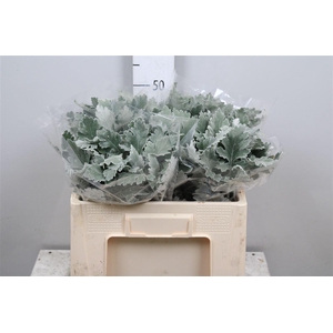 Jacobaea Sil Antonia