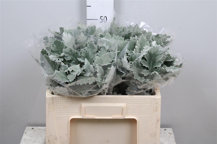 <h4>Jacobaea Sil Antonia</h4>