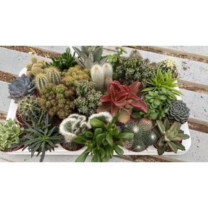 Cactus succulenten mix