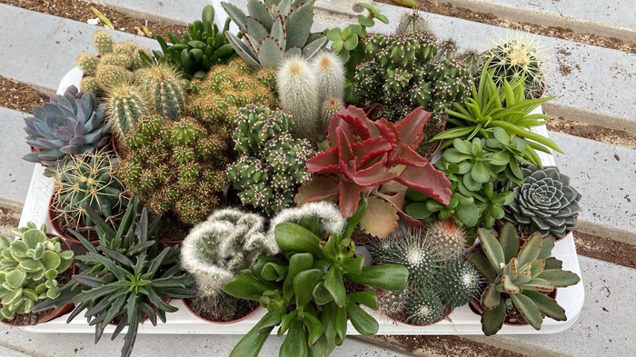 <h4>Cactus succulenten mix</h4>