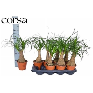 BEAUCARNEA RECUR