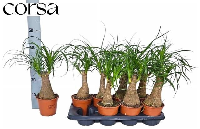 <h4>BEAUCARNEA RECUR</h4>