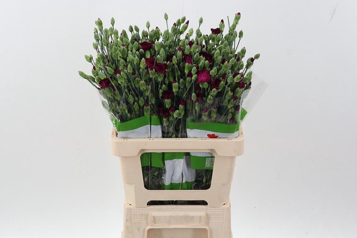 <h4>Di Lala Otto x20</h4>