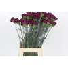 Dianthus St Purple Damascus