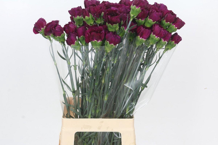 Dianthus St Purple Damascus