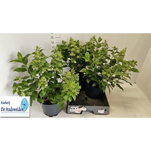 HYDR PANICULATA