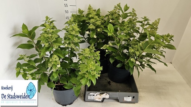 <h4>HYDR PANICULATA</h4>