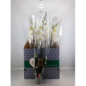 Phalaenopsis   ...white