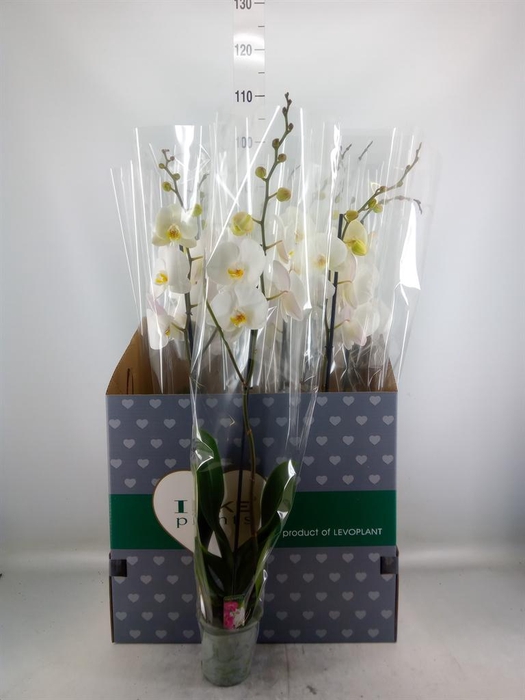 <h4>Phalaenopsis   ...white</h4>