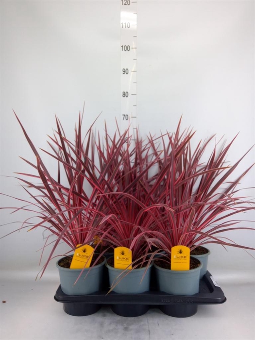 <h4>Cordyline   ...</h4>