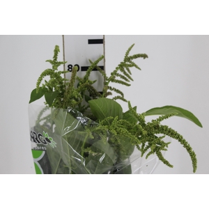 AMARANTHUS VERDE