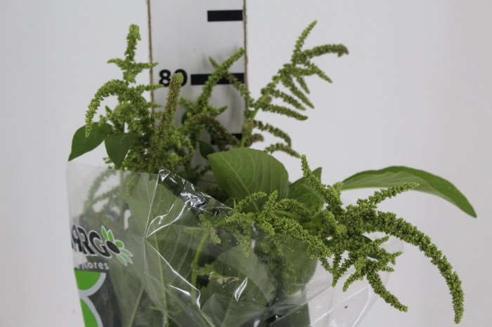 <h4>AMARANTHUS VERDE</h4>