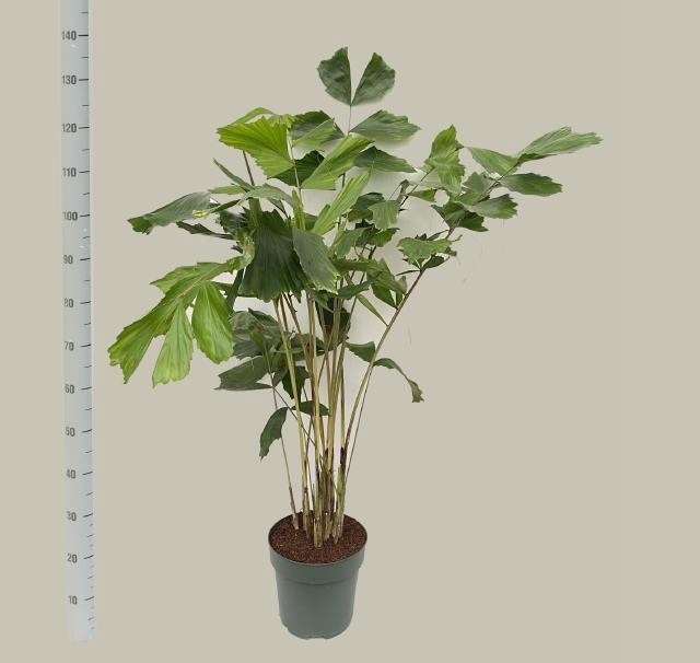 <h4>CARYOTA MITIS</h4>