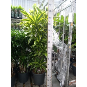 Dracaena fr de 'LemonLime'