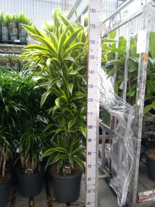 <h4>Dracaena fr de 'LemonLime'</h4>