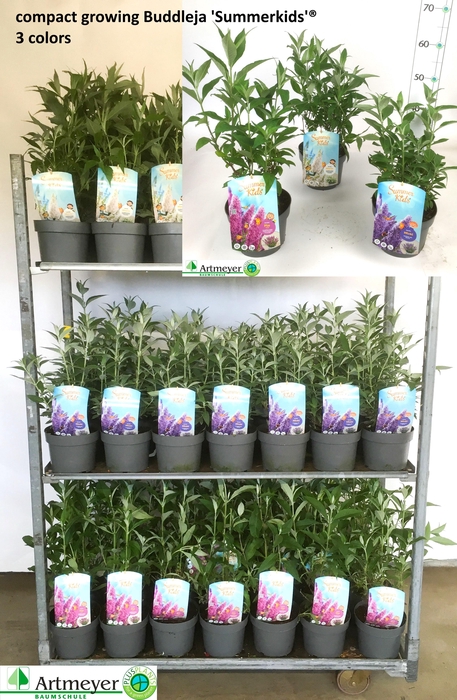 <h4>BUDD SUM KID GEM</h4>