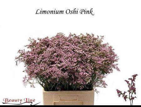<h4>Lim Saf Oshi Pink</h4>