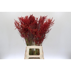 Bromelia Red Paloma
