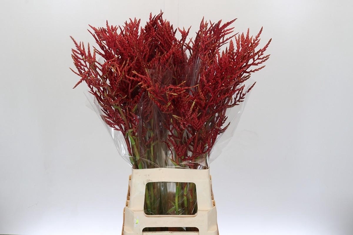 <h4>Bromelia Red Paloma</h4>