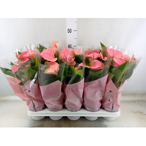 Anthurium andr. 'Sweet Dream'