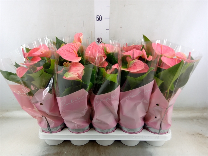 <h4>Anthurium andr. 'Sweet Dream'</h4>