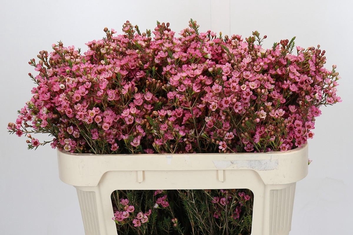 <h4>Chamelaucium Sarah's Delight</h4>