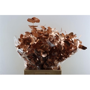Euca Cinerea Copper P Bunch