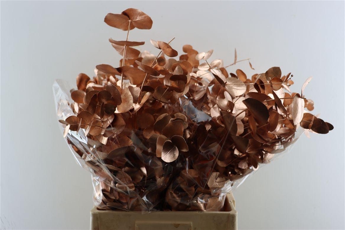 <h4>Euca Cinerea Copper P Bunch</h4>