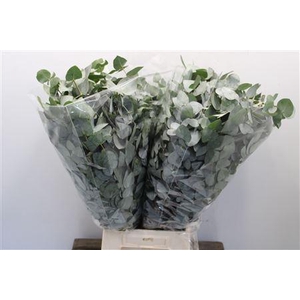 Euc Cinerea 300gr Zaf 2pakken