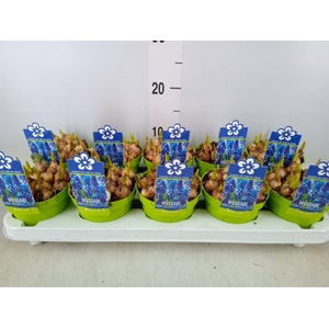 Muscari  'Magic Blue'