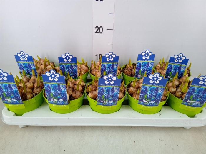 <h4>Muscari 'Magic Blue'</h4>