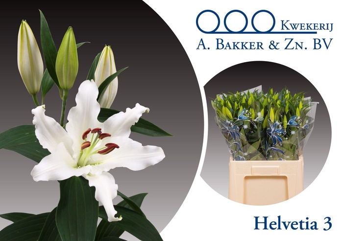 <h4>LI OR HELVETIA</h4>