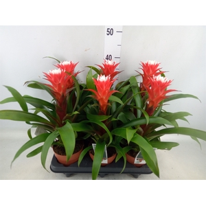 Guzmania  'Hope'