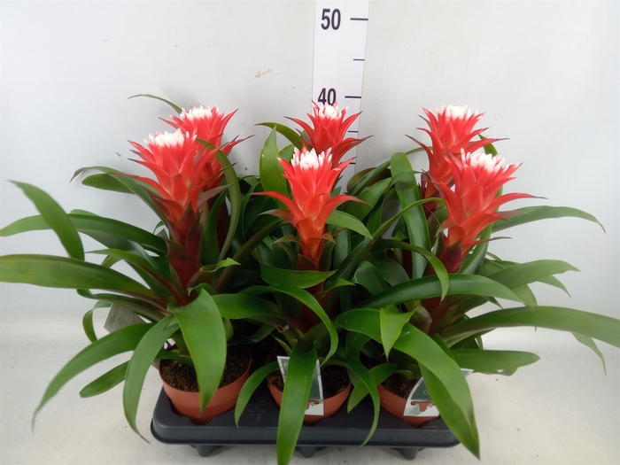 <h4>Guzmania  'Hope'</h4>