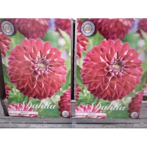 Dahlia   ...flowerbulbs