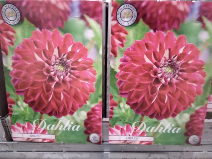 <h4>Dahlia   ...flowerbulbs</h4>