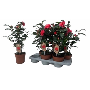 CAME RE MARY WILLIAM