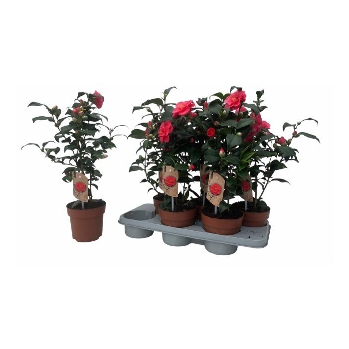 <h4>CAME RE MARY WILLIAM</h4>