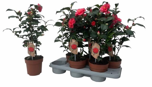 <h4>CAME RE MARY WILLIAM</h4>