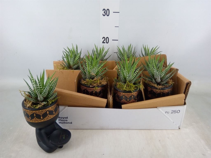 <h4>Arr.   Kamerplant Groen L%</h4>