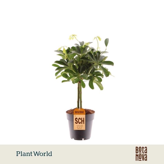 <h4>Schefflera Compacta (Nora) op stam</h4>